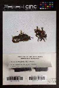 Bazzania gracilis image