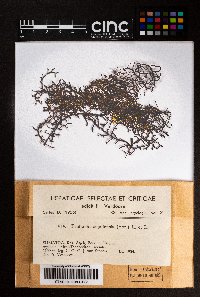 Frullania nepalensis image