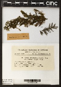 Jubula hutchinsiae subsp. javanica image