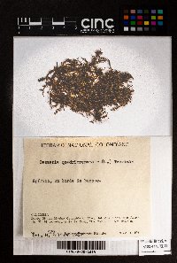 Bazzania aurescens image