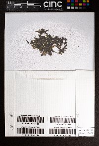 Cheilolejeunea filiformis image