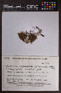 Frullania stipatiloba image