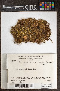 Bazzania affinis image