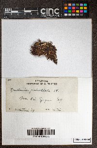 Frullania pedicellata image
