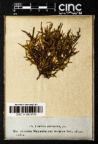 Sematophyllum demissum image