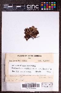 Frullanoides densifolia image