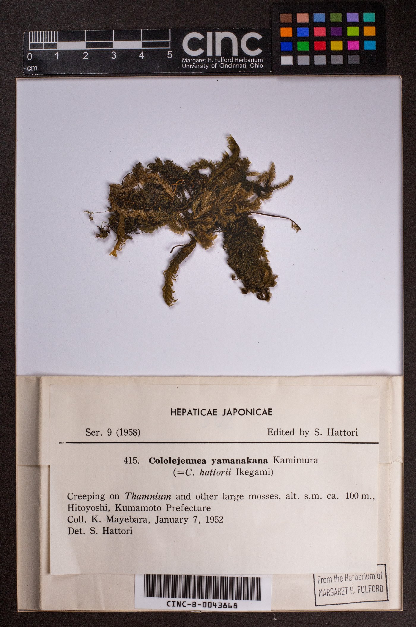 Cololejeunea ornata image