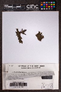 Colura rhynchophora image