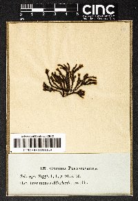 Grimmia pennsylvanica image
