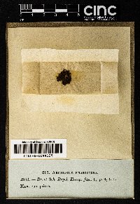 Archidium ohioense image
