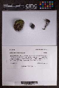 Bryum calobryoides image