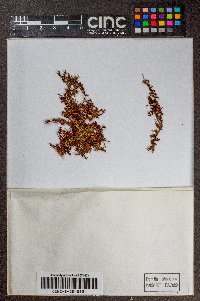 Gackstroemia magellanica image