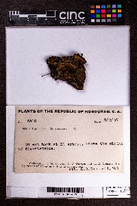 Marchantia chenopoda image