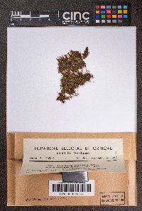 Lepidozia brevifolia image