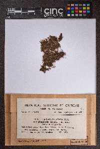 Lepidozia brevifolia image