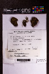 Marchantia chenopoda image