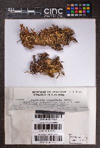 Lepidozia chordulifera image