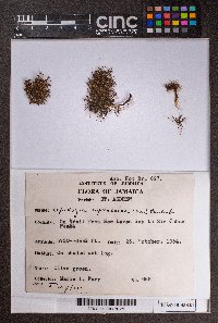 Lepidozia cupressina image