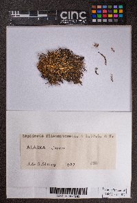 Lepidozia filamentosa image