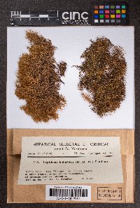 Lepidozia holorhiza image