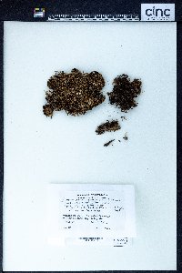 Lepidozia chordulifera image
