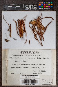 Lepidozia chiloensis image