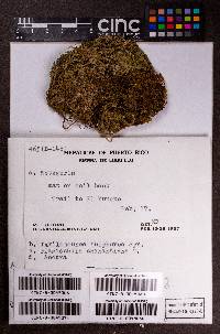 Lejeunea sulphurea image