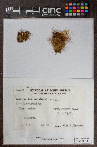 Lophocolea coadunata image