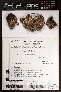 Lejeunea sulphurea image