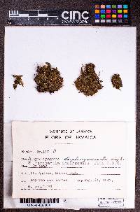 Marchantia paleacea image