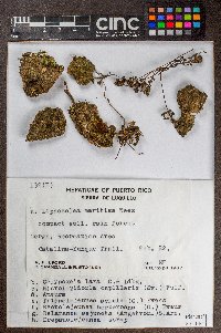 Rectolejeunea versifolia image