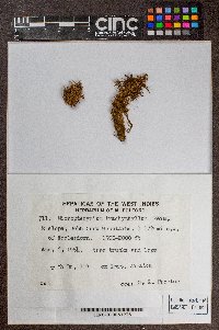 Micropterygium trachyphyllum image