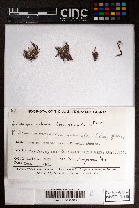 Plagiochila trapezoidea image