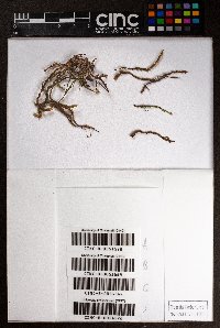 Lejeunea reticulata image