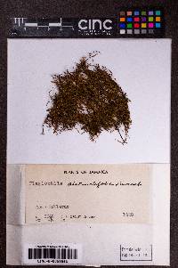 Plagiochila distinctifolia image