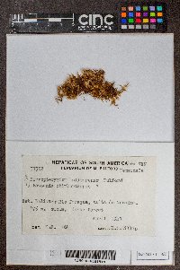 Micropterygium bolivarense image