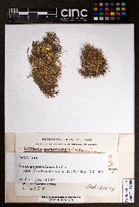 Lepidozia portoricensis image