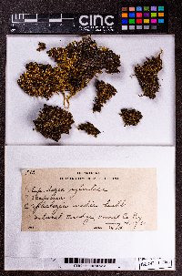 Fuscocephaloziopsis lunulifolia image