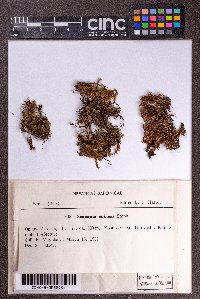 Scapania ciliata image