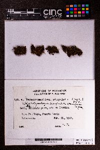 Paracromastigum stipulatum image