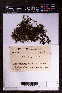 Tuzibeanthus chinensis image