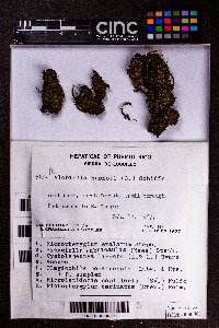 Plagiochila jamaicensis image