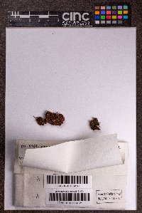 Cephaloziella divaricata image