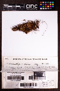 Triandrophyllum subtrifidum image