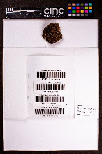Riccardia latifrons image