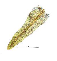 Didymodon tophaceus image