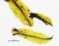 Tortula mucronifolia image