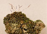 Syntrichia fragilis image