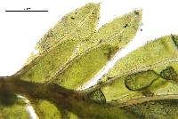 Fissidens crispus image