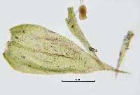 Brachytheciastrum fendleri image